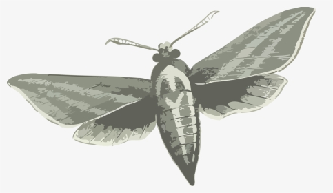 Elephant Hawk-moth, HD Png Download, Transparent PNG