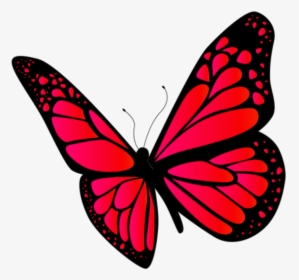 Papilio, HD Png Download, Transparent PNG
