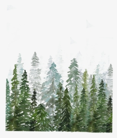 #лес - Watercolor Pine Tree Forest, HD Png Download, Transparent PNG