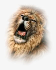 #lion #freetoedit - Lion, HD Png Download, Transparent PNG