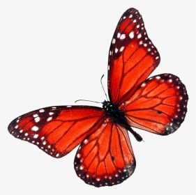 Butterfly Red Fly Png, Transparent Png, Transparent PNG