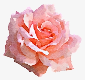 Clip Art Pink Rose Png - Pink Rose Watercolor Png, Transparent Png, Transparent PNG