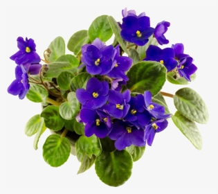 Flower African Violet Png, Transparent Png, Transparent PNG