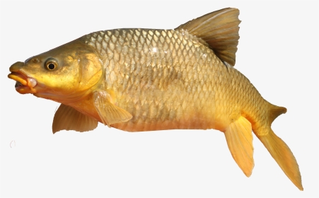 Beautiful Yellow Fish - Yellow Fish, HD Png Download, Transparent PNG