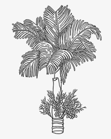 Areca Nut Drawing, HD Png Download, Transparent PNG