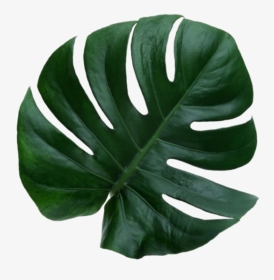 #leaf #greean #plant - Aesthetic Leave, HD Png Download, Transparent PNG