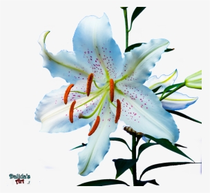 Flower Stargazer Daylily Golden Rayed Goldenrayed - Stargazer Flower Cartoon Blue, HD Png Download, Transparent PNG