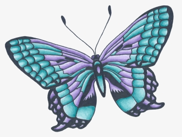 Drawing Butterflies Color - Butterfly Drawing With Color, HD Png Download, Transparent PNG