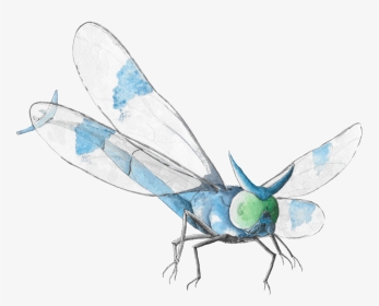 Net-winged Insects, HD Png Download, Transparent PNG