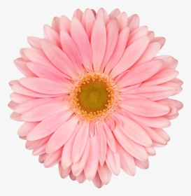 Wb Gerbera S - Real Flower Clipart, HD Png Download, Transparent PNG
