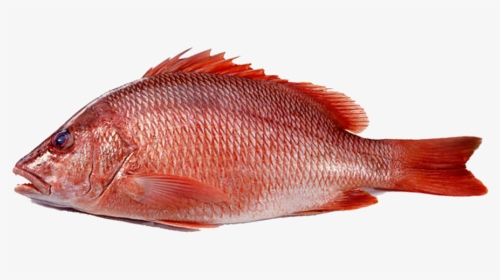Frozen Red Fish Png, Transparent Png, Transparent PNG