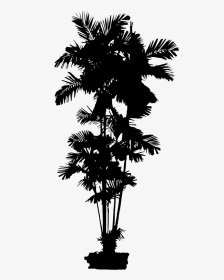 Asian Palmyra Palm Date Palm Leaf Palm Trees Silhouette - Spruce, HD Png Download, Transparent PNG
