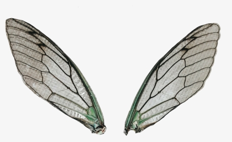 #dragonflywings #wings #fairywings #locustwings #magicwings - Net-winged Insects, HD Png Download, Transparent PNG