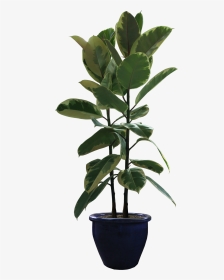 Rubber Fig Houseplant Flowerpot Portable Network Graphics - Potted Plants Png, Transparent Png, Transparent PNG