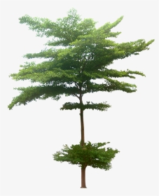 Pohon Png, Transparent Png, Transparent PNG