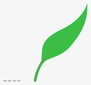 Png Freeuse Download Lanceolate Raster - Leaf Shape Vector, Transparent Png, Transparent PNG