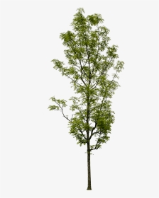Draw Architectural Small Trees, HD Png Download, Transparent PNG