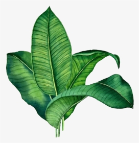 #sticker #palm #leave #green #palme #grün #plant #tropical - Banana Leaf Transparent Background, HD Png Download, Transparent PNG