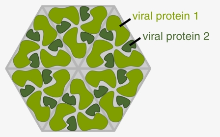 Protein Virus, HD Png Download, Transparent PNG