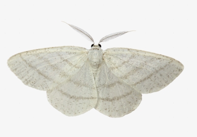 White Moth White Background, HD Png Download, Transparent PNG