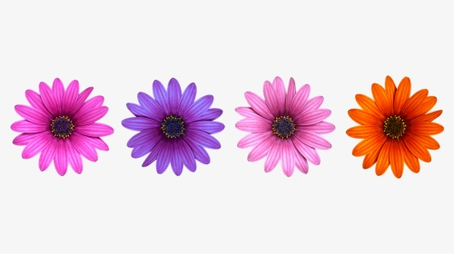 Multi Colour Flower, HD Png Download, Transparent PNG