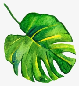 #leaf #spring #freetoedit - Tropical Watercolor Leaves Png, Transparent Png, Transparent PNG
