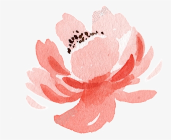 Pink Flower Watercolor Hand Painted Transparent - Garden Roses, HD Png Download, Transparent PNG