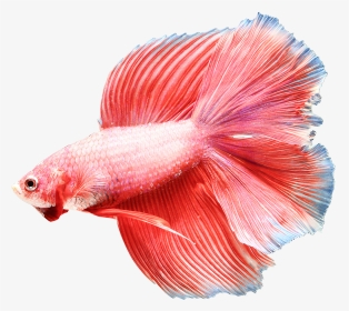 Image Is Not Available - Pink Color Siamese Fighting Fish, HD Png Download, Transparent PNG