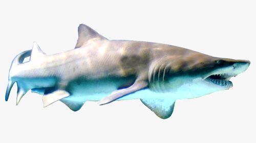 Sand Tiger Shark, HD Png Download, Transparent PNG