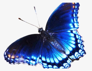 Rainbow Butterfly Clipart Dark Blue - Black And Blue Butterfly Png, Transparent Png, Transparent PNG