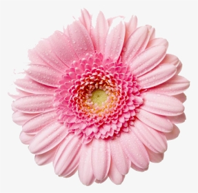 Gerbera Flower Free Png Image - Flower Png, Transparent Png, Transparent PNG