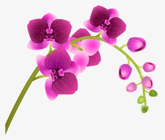 Flower Transparent Background Clipart Image Transparent - Transparent Background Orchid Clip Art, HD Png Download, Transparent PNG