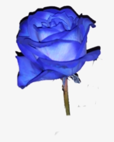 #rose #rosa #blue #blu #aesthetic #tumblr #roses #italy - Floribunda, HD Png Download, Transparent PNG