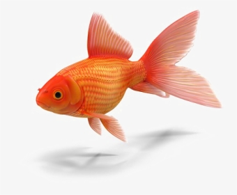 Goldfish Png Transparent - Colorful Small Fish Png, Png Download, Transparent PNG