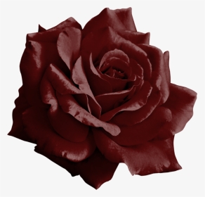 Burgundy Flower Clipart Image Black And White Burgundy - Black And White Mixed Rose, HD Png Download, Transparent PNG