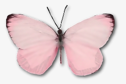 #butterfly #moth #insect #pink #cute #wings - Aesthetic Light Pink Butterfly, HD Png Download, Transparent PNG