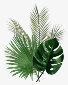 #leaf #palm #green - Christmas Tree, HD Png Download, Transparent PNG