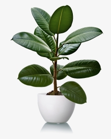 Rubber Tree Plant, HD Png Download, Transparent PNG