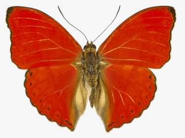 Cymothoe Sangaris, HD Png Download, Transparent PNG
