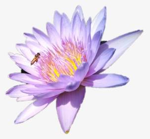 #lotus #wasp - Sacred Lotus, HD Png Download, Transparent PNG