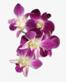 Orchid Flower Png, Transparent Png, Transparent PNG