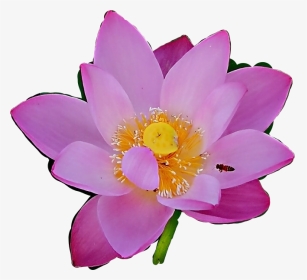 #purple #flower #plant #decoration #scrapbook #nature - Sacred Lotus, HD Png Download, Transparent PNG