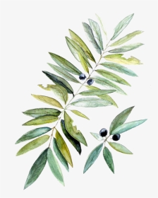 Watercolor Painting Botanical Illustration Leaf - Olive Branch Watercolor Transparent Background, HD Png Download, Transparent PNG