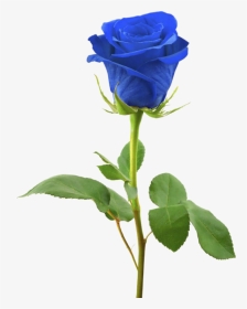 Blue Rose, HD Png Download, Transparent PNG