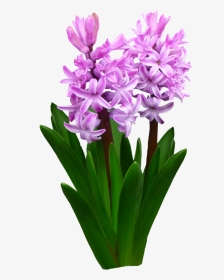Flower Bed Clipart Image Free Download Flowers By Roula33 - Hyacinth Flower Transparent Background, HD Png Download, Transparent PNG