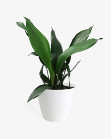 Aspidistra Png, Transparent Png, Transparent PNG