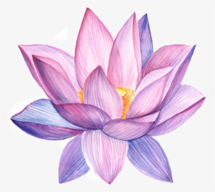 Lotus Flower Water Color, HD Png Download, Transparent PNG