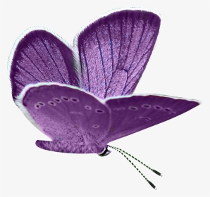 Butterflies Clipart Png, Transparent Png, Transparent PNG