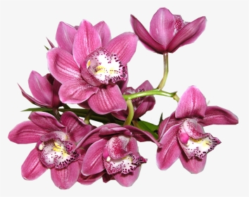 Orchid Png Image - Anggrek Png, Transparent Png, Transparent PNG