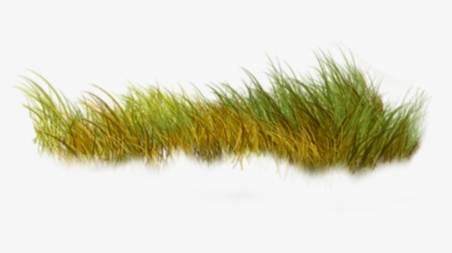 #grass #nature #green - Sweet Grass, HD Png Download, Transparent PNG